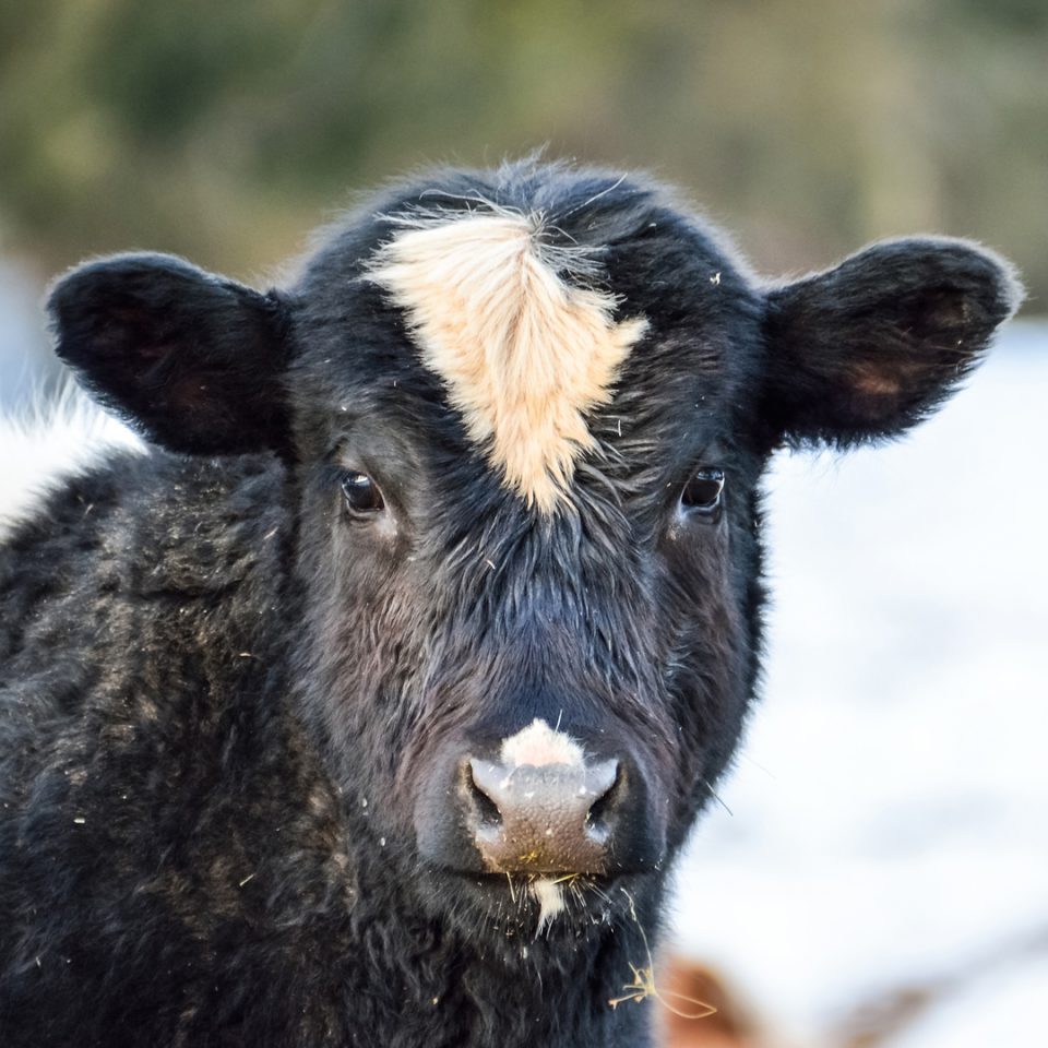 Vache canadienne