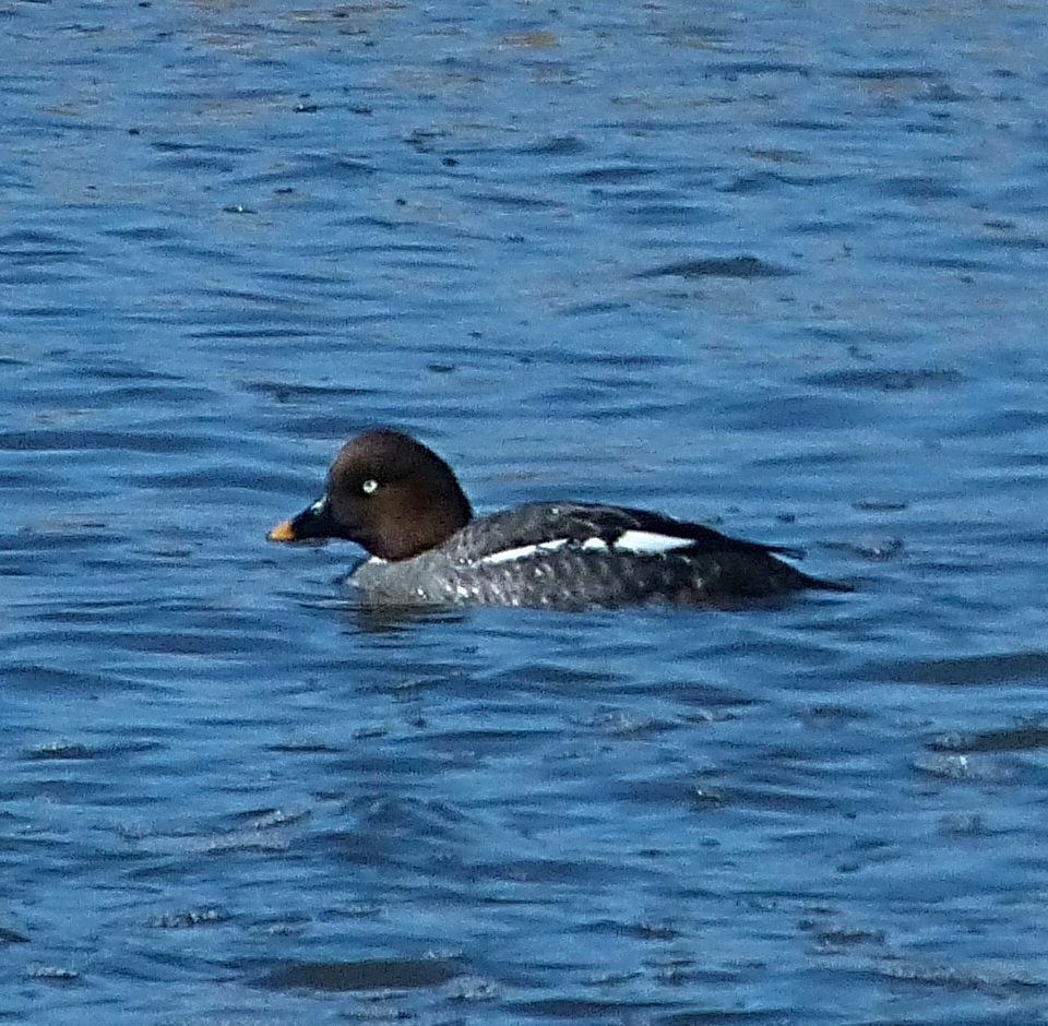 Garrot à œil d’or