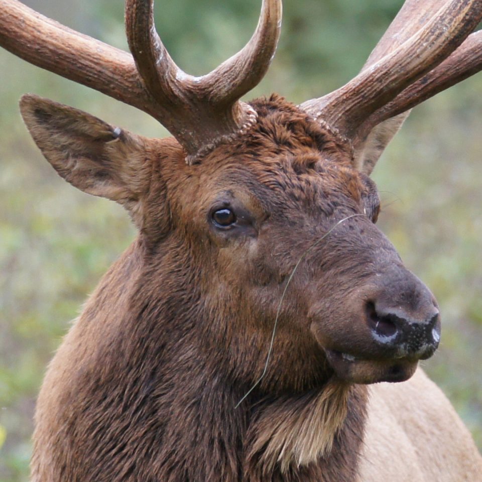 Wapiti