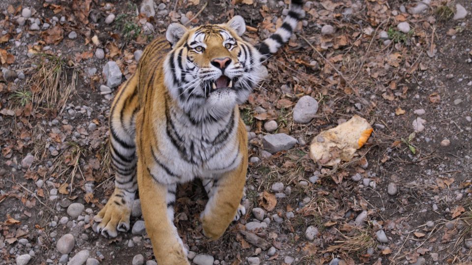 Faune sauvage et apprivoisée