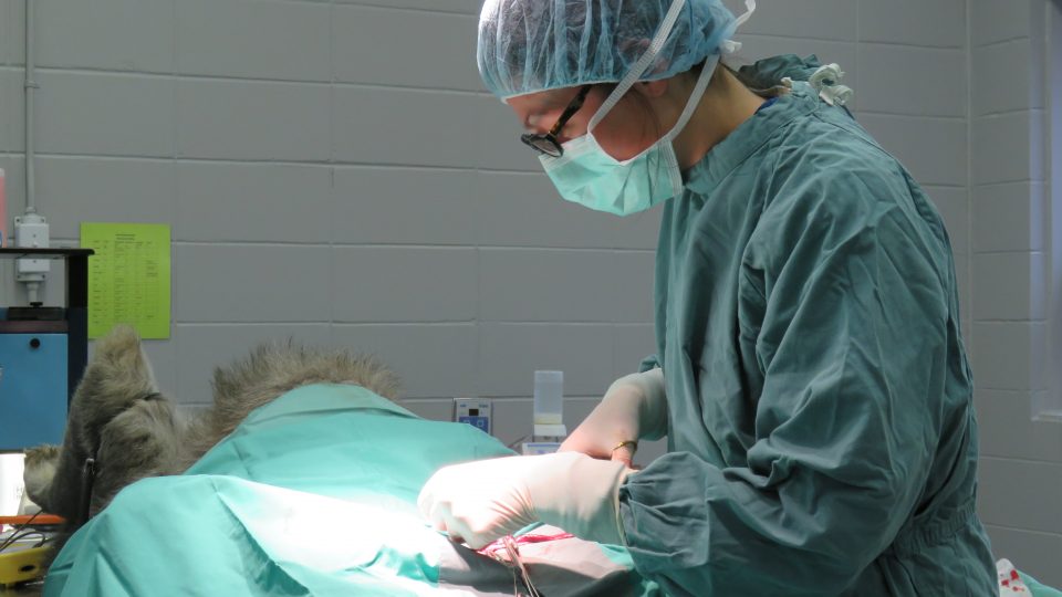 Les soins prodigués aux animaux