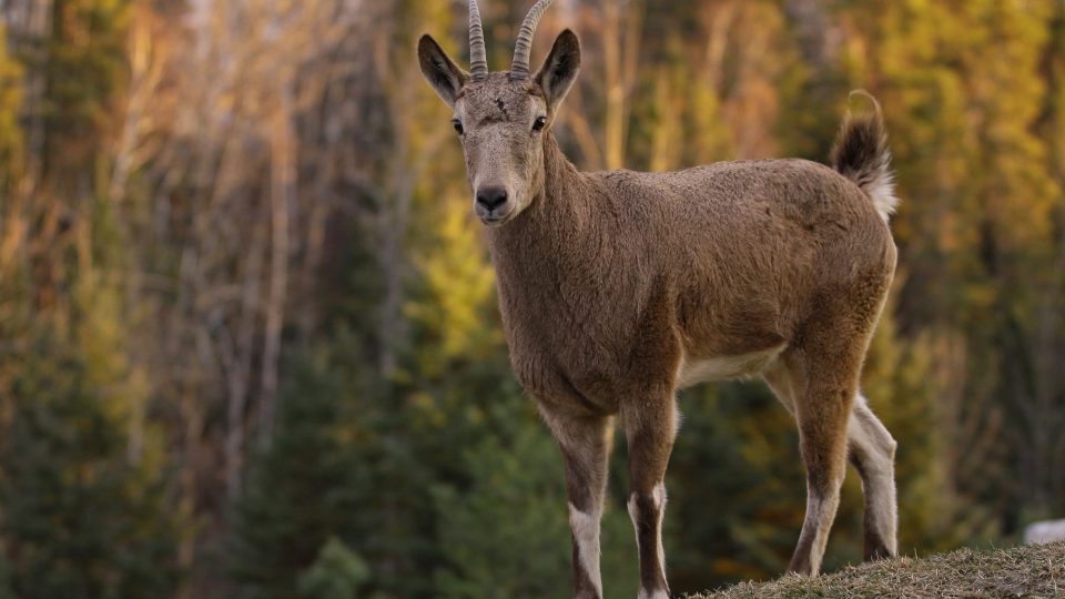 La conservation au Zoo sauvage
