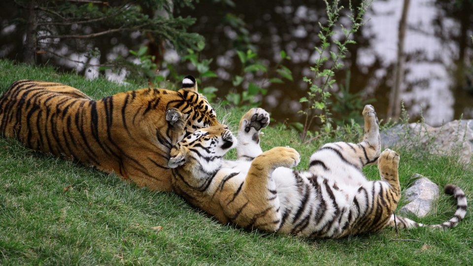 Collation des tigres de l’Amour