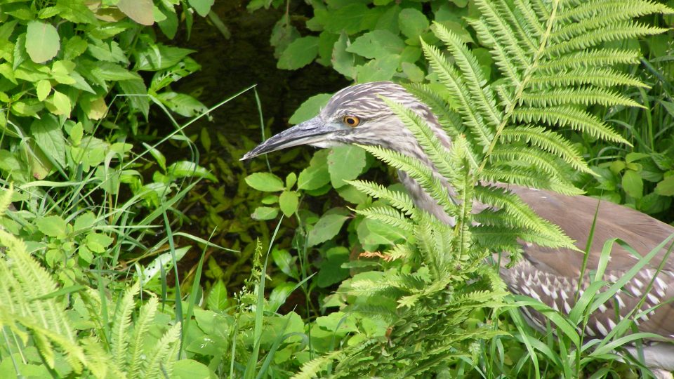 Projet de conservation de la héronnière