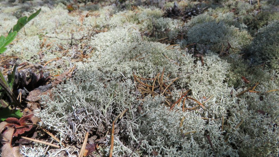 Cladine rangifère <i></noscript>Cladina rangiferina</i>