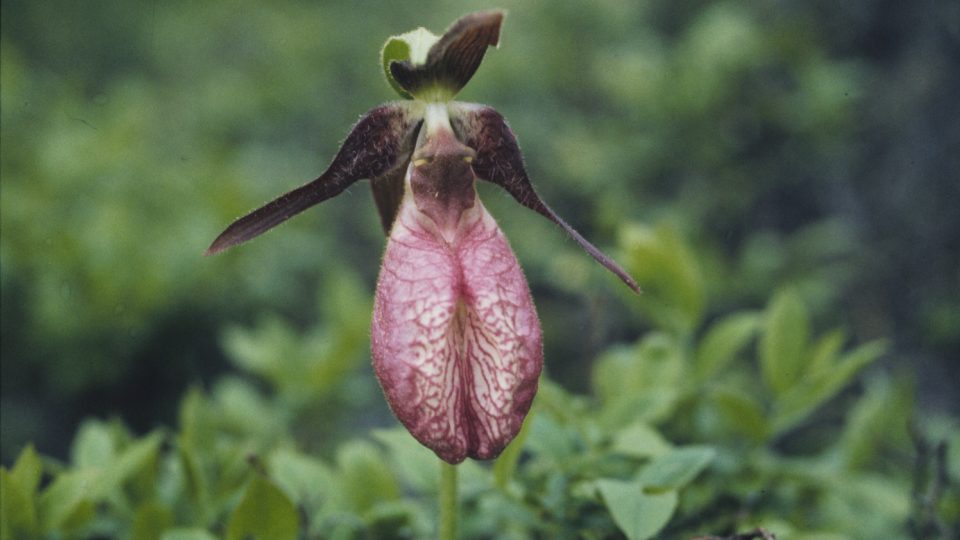 Stemless lady’s slipper <i></noscript>Cypripedium acaule</i>
