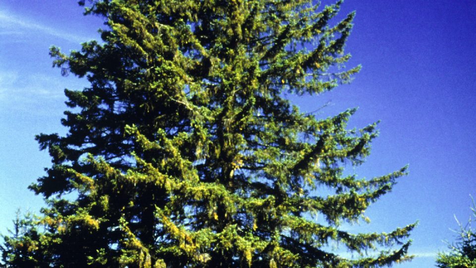 White spruce <i></noscript>Picea glauca</i>