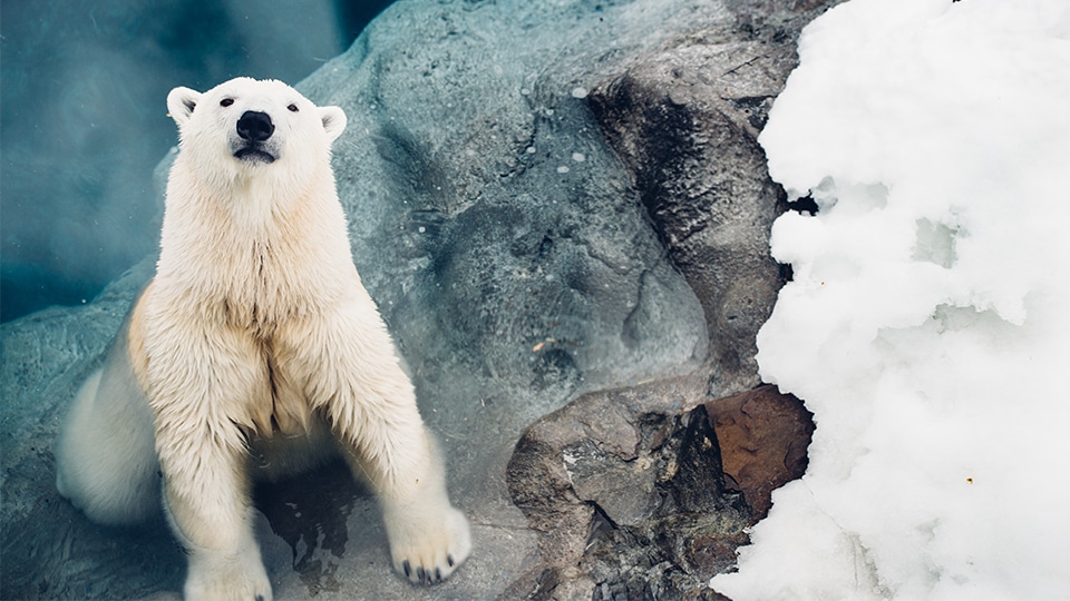 La fête des ours blancs