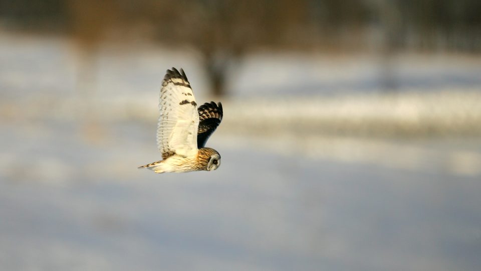 Projet de conservation du hibou des marais