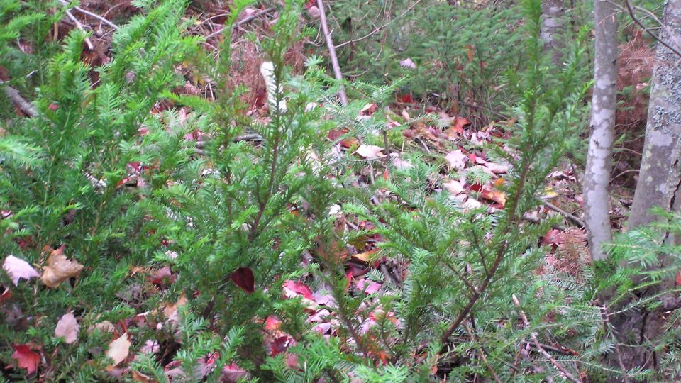 If du Canada et If de l’Ouest <i>Taxus canadensis</i> / <i>Taxus brevifolia</i>