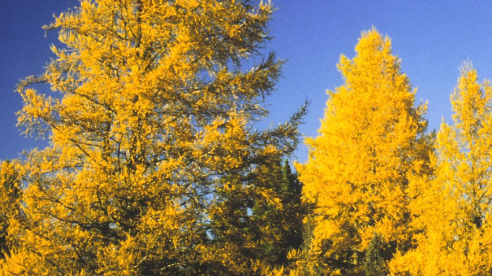 Mélèze laricin <i>Larix laricina</i>