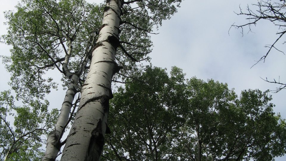 Peuplier faux-tremble <i>Populus tremuloides</i>