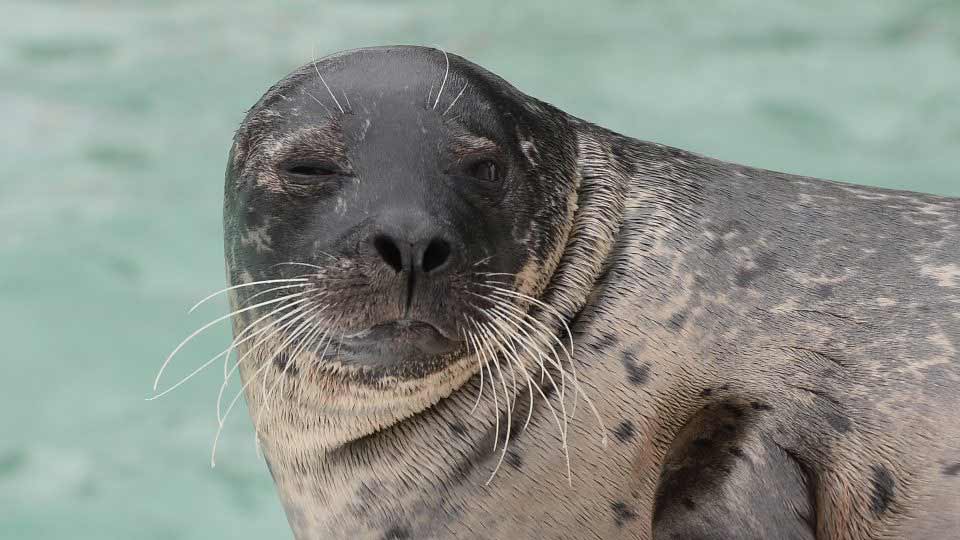 Définition du régime alimentaire piscivore