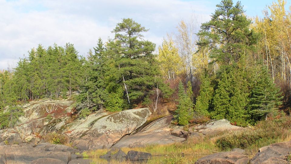 Pin gris <i>Pinus banksiana</i>