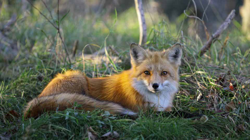 Un moyen communication inusité entre les animaux