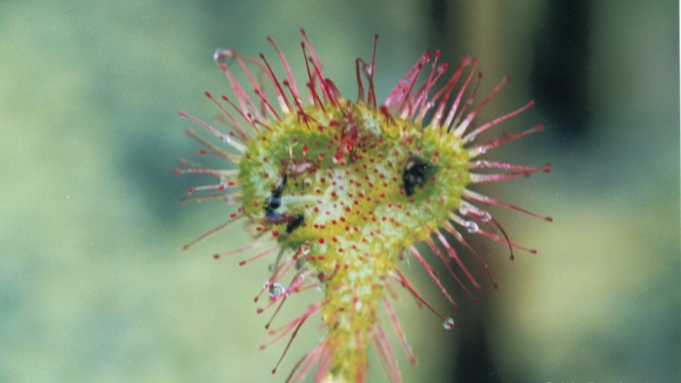 Rossolis à feuilles rondes <i>Drosera rotundifolia</i>