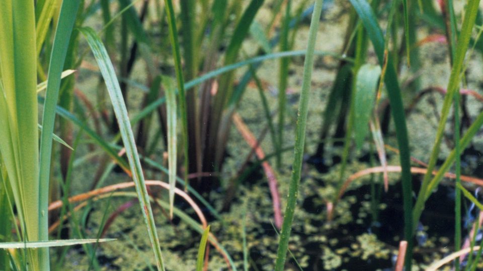 Sarracénie pourpre <i>Sarracenia purpurea</i>