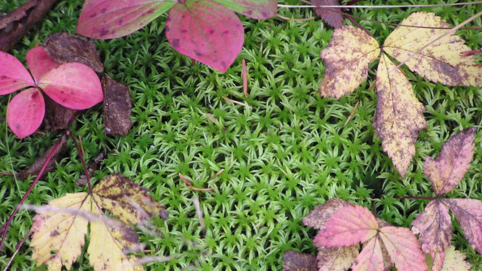 Sphaigne <i>Sphagnum</i>