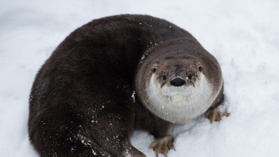 Collation des loutres de rivière