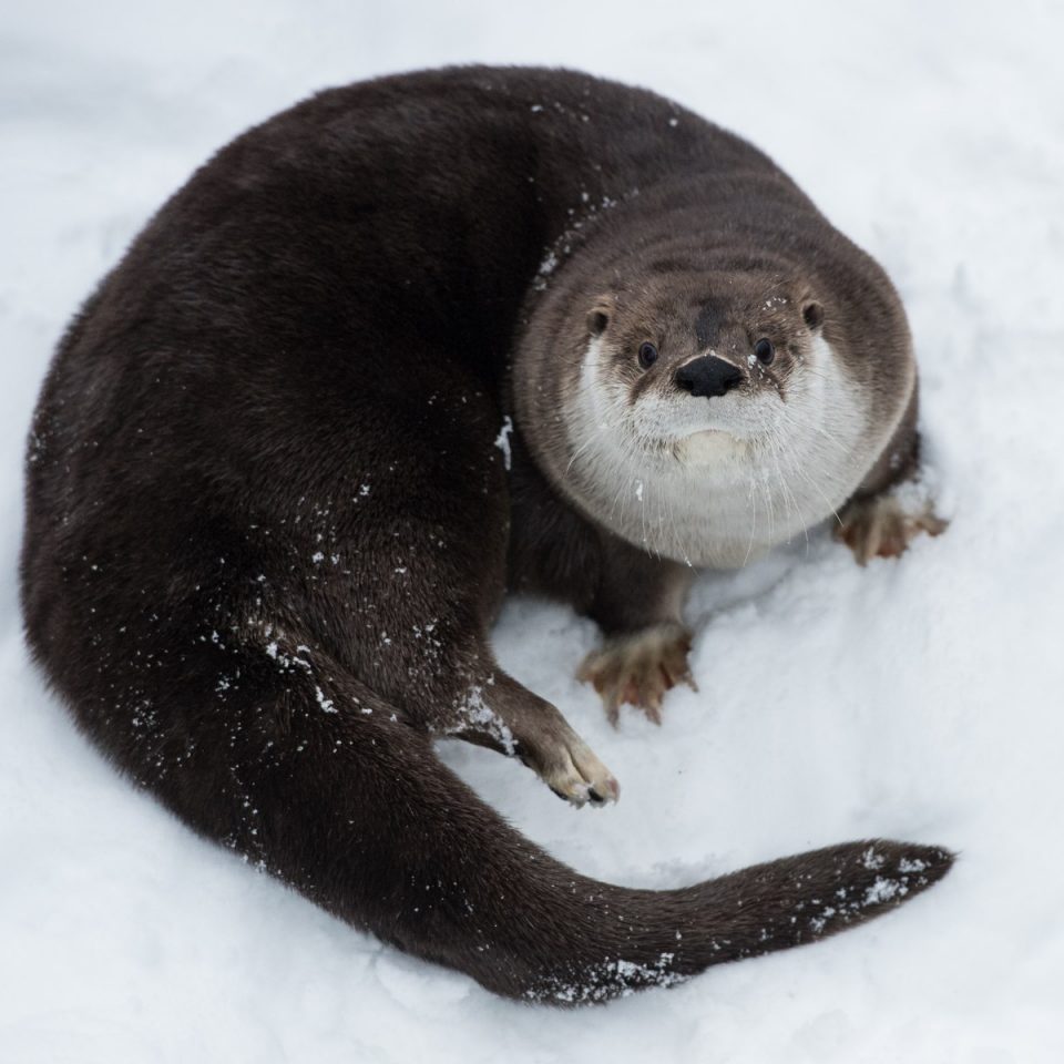 Loutre de rivière d’Amérique