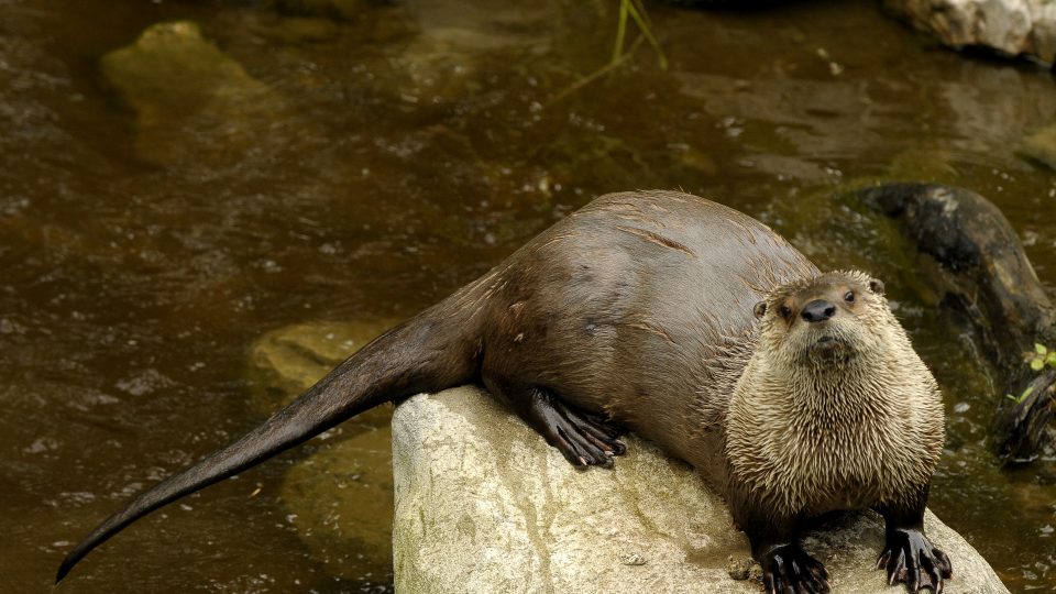 Collation des loutres de rivière
