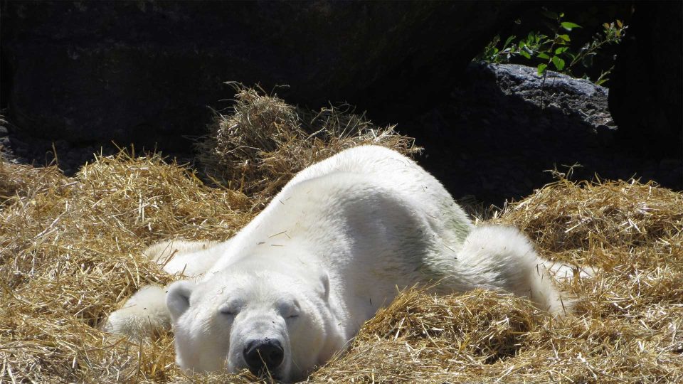 Le bien-être animal