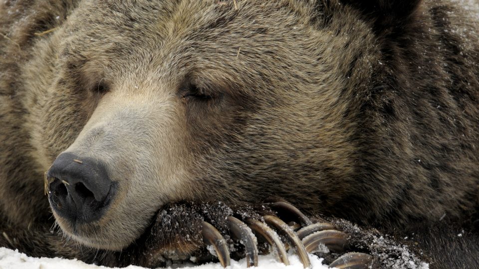 Collation des grizzlis