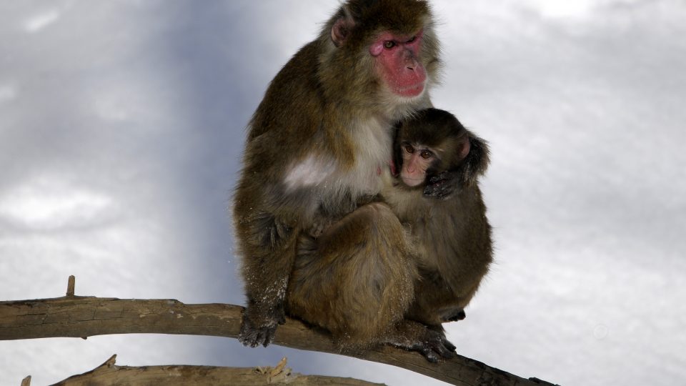 Collation des macaques japonais