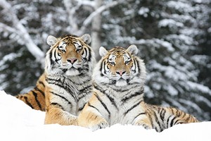 Collation des tigres de l’Amour