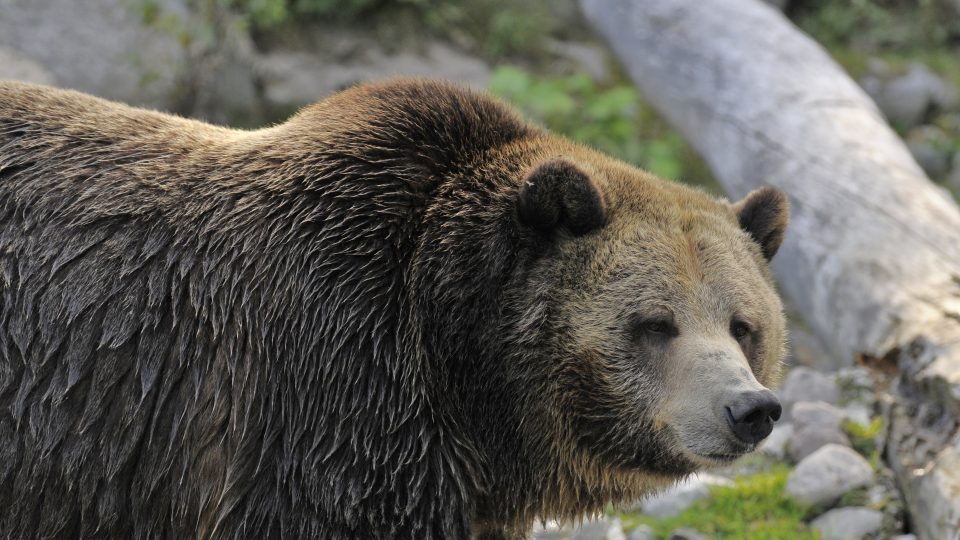 Collation des grizzlis