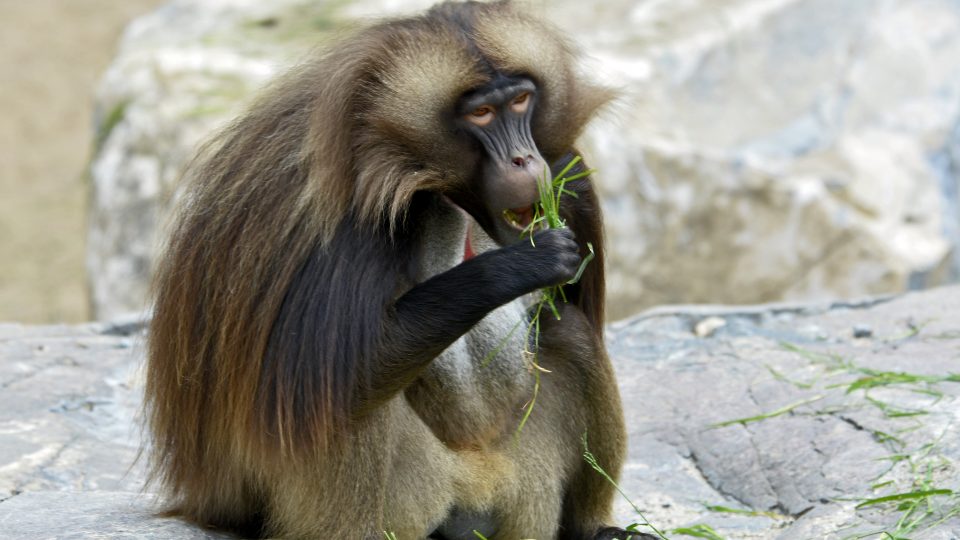 Rencontre animée des géladas