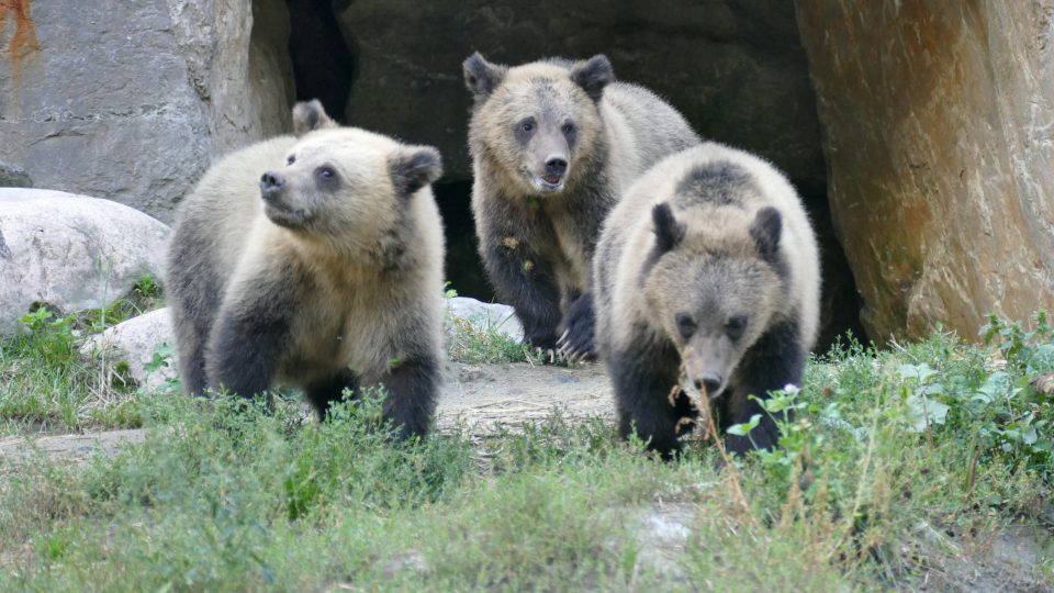 Une belle histoire d’oursons