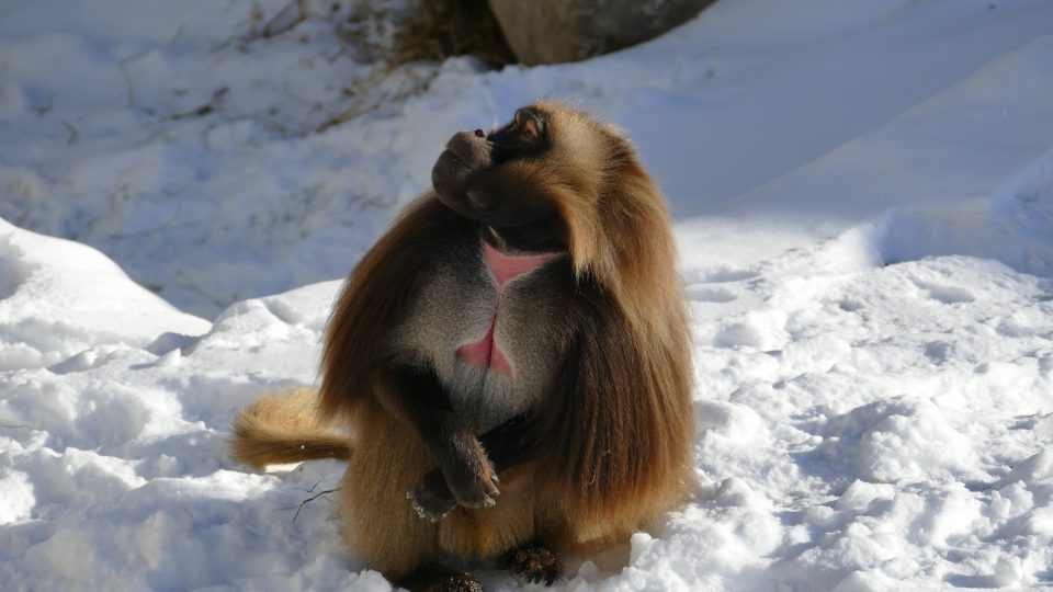 Rencontre animée des géladas