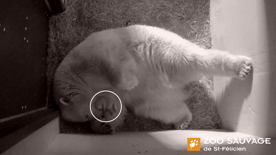 Naissance d’un ourson blanc au Zoo sauvage de Saint-Félicien