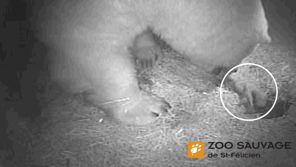 Le Zoo sauvage de St-Félicien, au Canada, annonce la rare naissance d’un ourson blanc… pour la 2e fois, en moins de 15 jours.