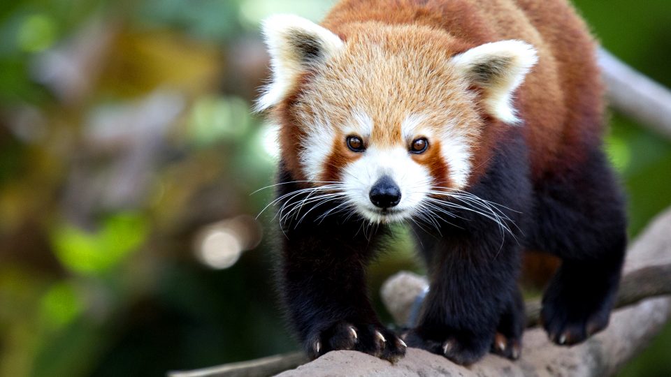 Rencontre animée des petits pandas