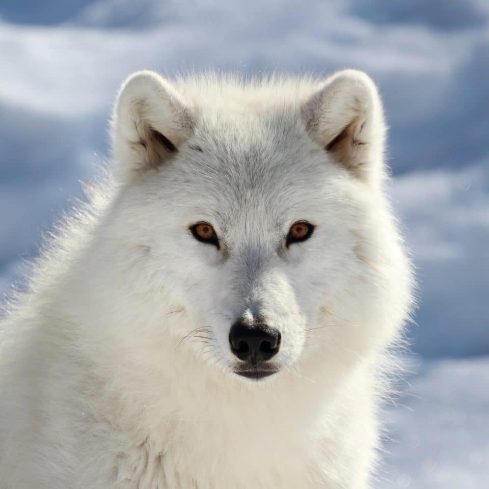 Loup arctique
