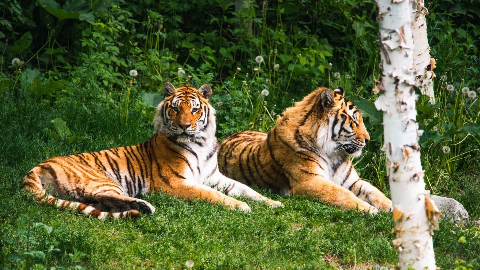 La Journée internationale du tigre