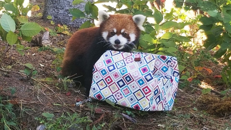 La Journée Internationale du petit panda